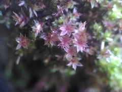 Ptychostomum pallens