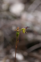 Caleana nigrita