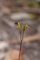 Caleana nigrita