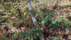 Dryopteris clintoniana