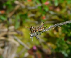 Agesander ruficornis