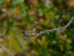 Agesander ruficornis