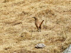 Ochetorhynchus ruficaudus