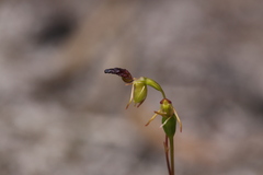 Caleana nigrita