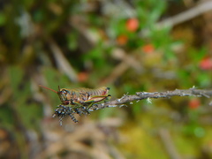 Agesander ruficornis