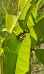Pelodryadidae