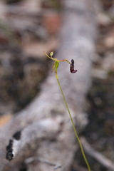 Drakaea livida