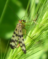 Panorpa meridionalis