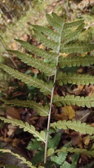 Dryopteris clintoniana