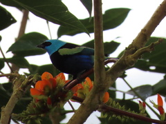 Stilpnia cyanicollis