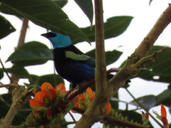 Stilpnia cyanicollis