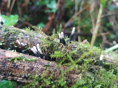 Xylaria polymorpha