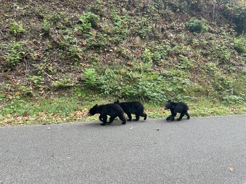 American Black Bear photographed in Tennessee