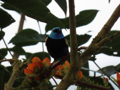 Stilpnia cyanicollis