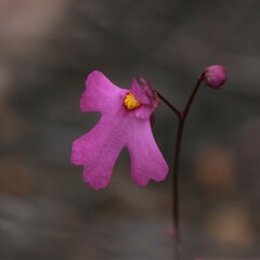 Utricularia multifida