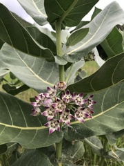 Calotropis procera
