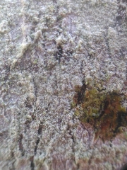 Lecanora expallens