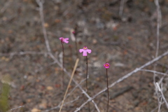 Utricularia multifida