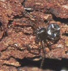 Tharpyna decorata