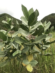 Calotropis procera