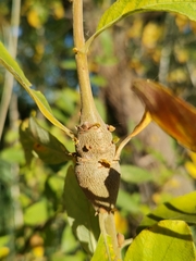 Rabdophaga pierreana