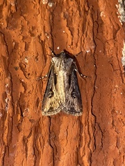 Agrotis venerabilis