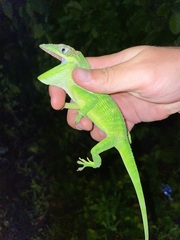 Anolis equestris