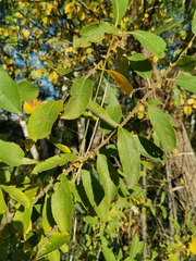 Rabdophaga pierreana