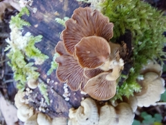 Panellus stipticus