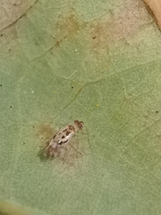 Graphopsocus cruciatus