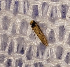 Tinea apicimaculella