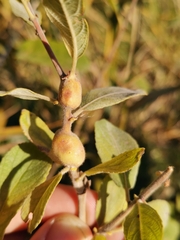 Rabdophaga pierreana