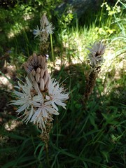 Asphodelus albus