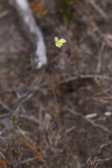 Thelymitra flexuosa