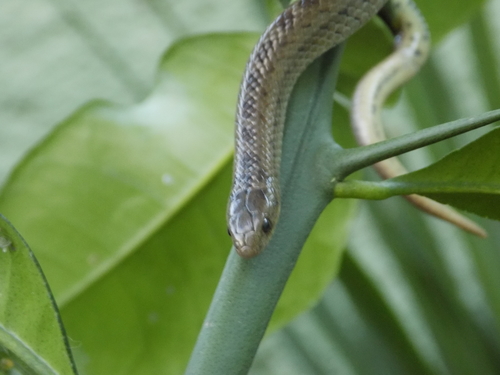 Largenose Earth Snake