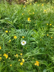 Leucanthemum maximum