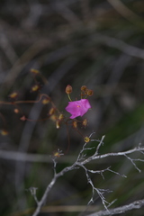 Drosera drummondii