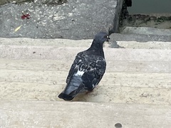 Columba livia domestica