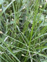 Eleocharis obtusa
