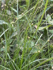 Eleocharis obtusa