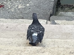 Columba livia domestica