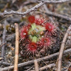 Drosera pulchella