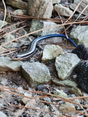 Plestiodon