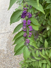 Callicarpa