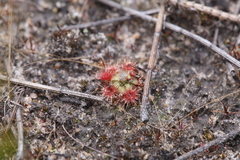 Drosera pulchella