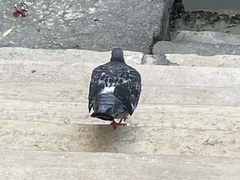 Columba livia domestica