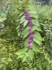 Callicarpa