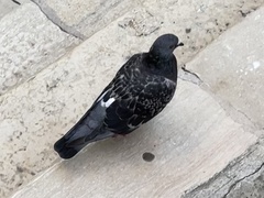 Columba livia domestica