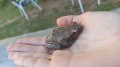 Chiromantis xerampelina