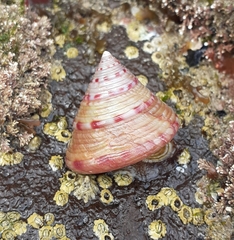Calliostoma zizyphinum